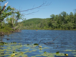 5-23-15 The-Great-Swamp-from-Green-Chimneys